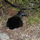 Puffin fouquet
