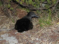 Wedge-tailed Shearwater