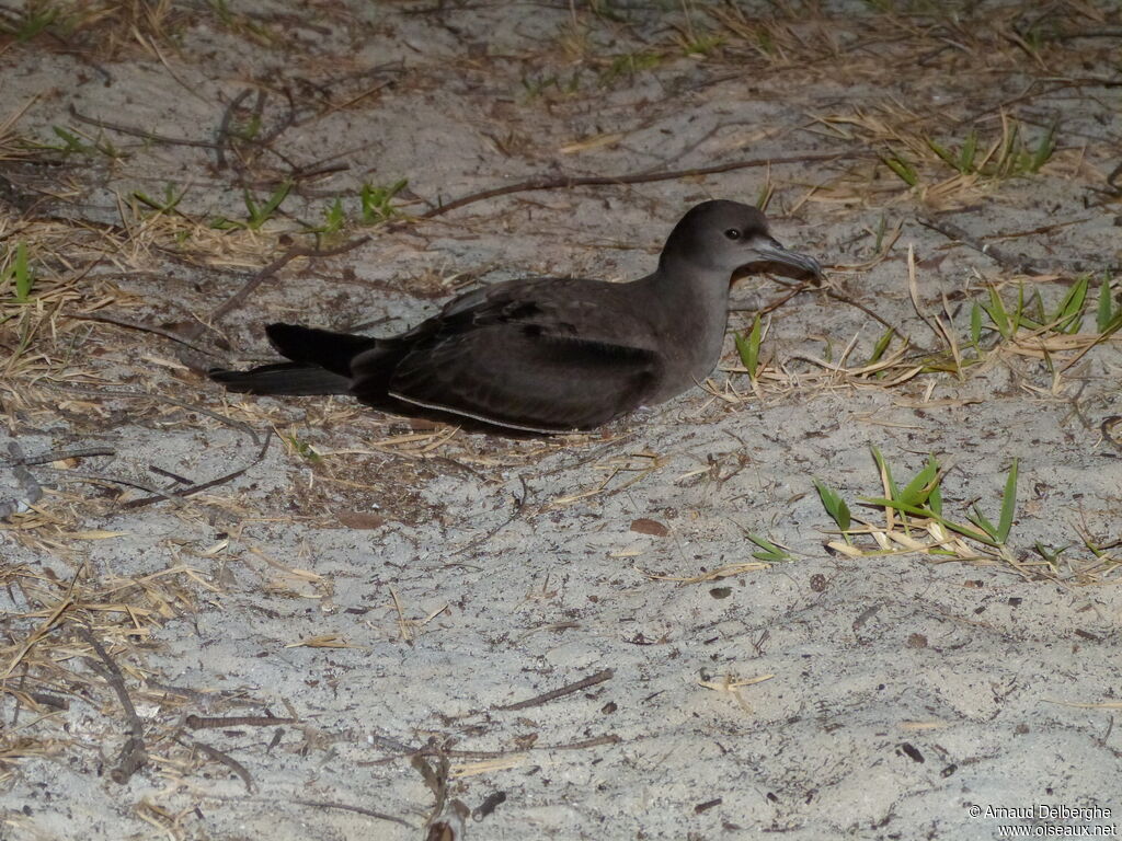 Wedge-tailed Shearwater