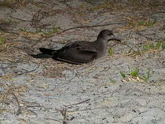 Wedge-tailed Shearwater