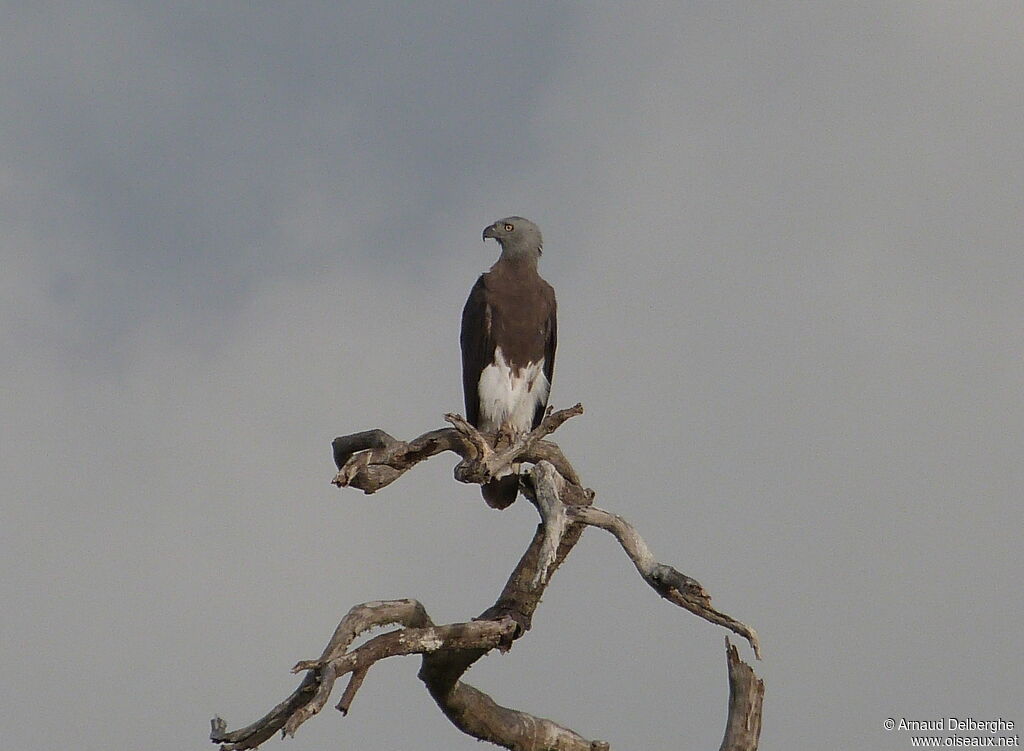 Grey-headed Fish Eagle