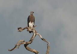 Grey-headed Fish Eagle