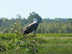 White-bellied Sea Eagle