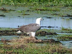 White-bellied Sea Eagle