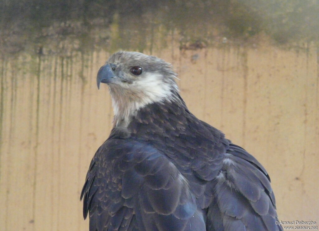 Madagascar Fish Eagle