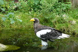 Steller's Sea Eagle