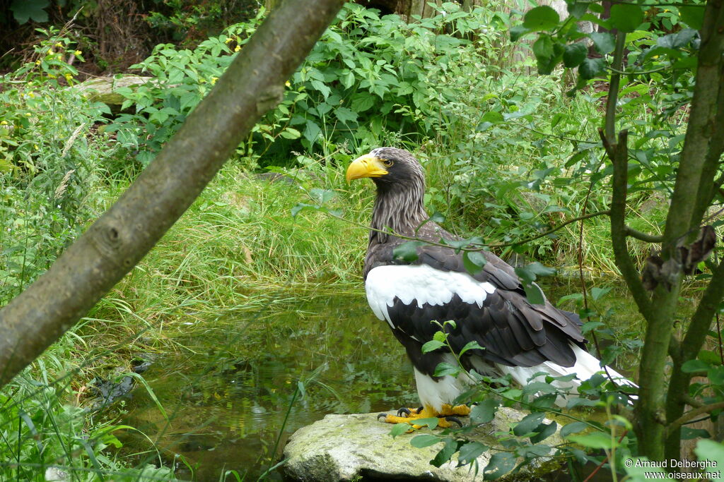 Steller's Sea Eagle