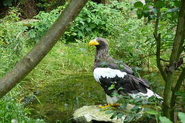 Steller's Sea Eagle