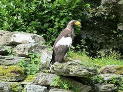 Steller's Sea Eagle