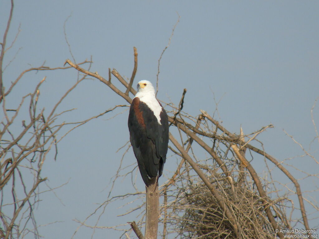 African Fish Eagle