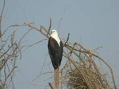 African Fish Eagle