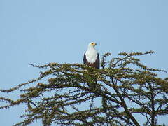 African Fish Eagle