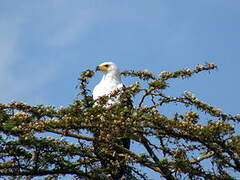 African Fish Eagle