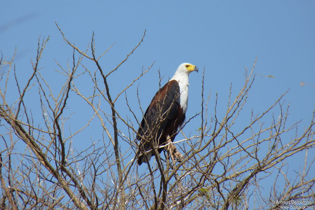 African Fish Eagle