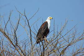 African Fish Eagle