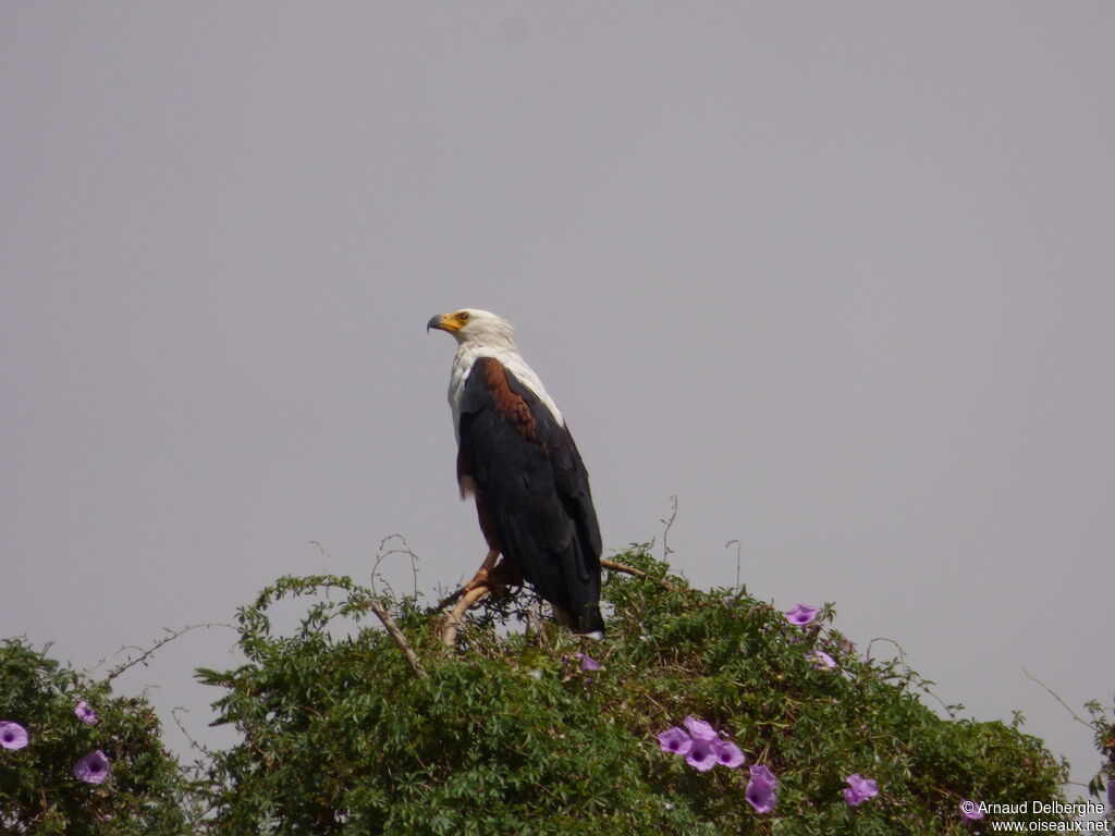 African Fish Eagle