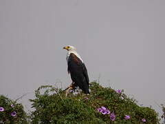 African Fish Eagle