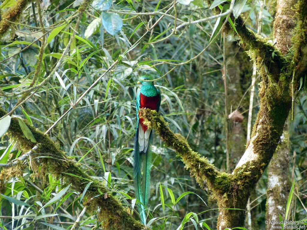 Quetzal resplendissant