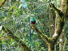 Resplendent Quetzal