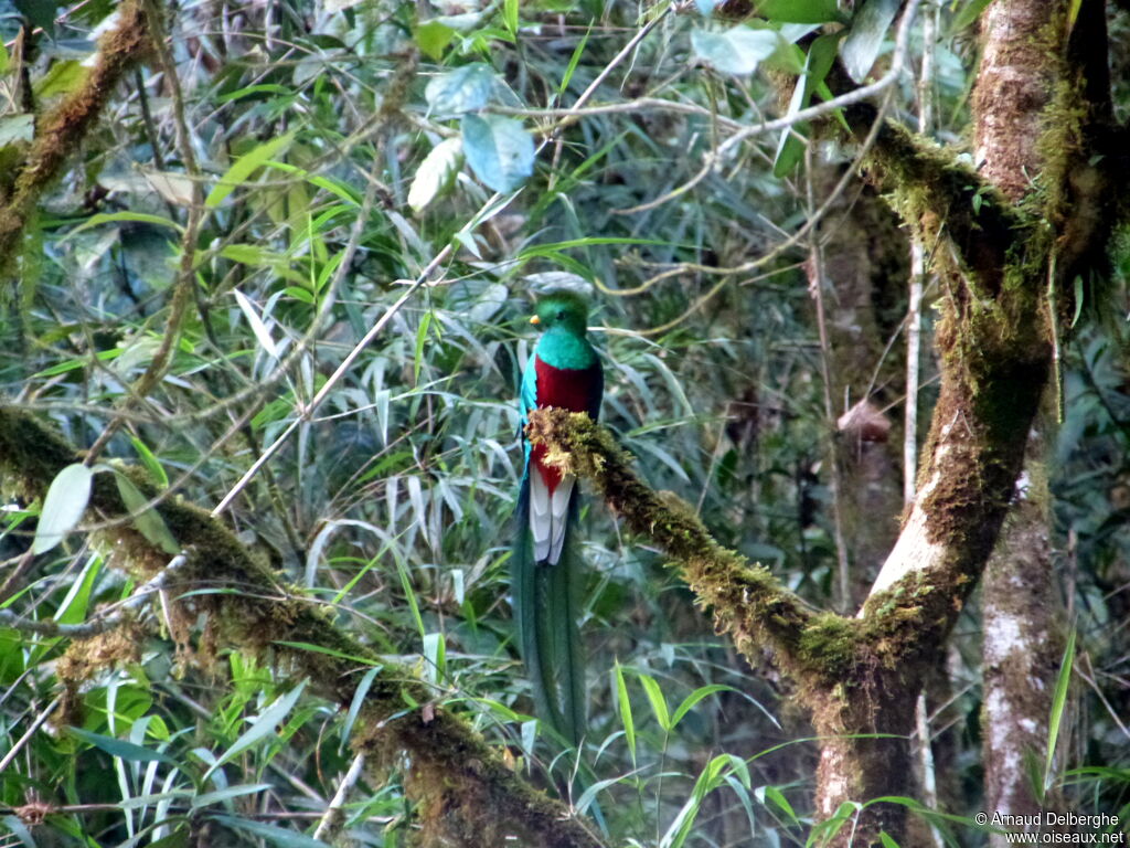 Resplendent Quetzal