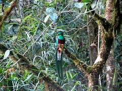 Quetzal resplendissant