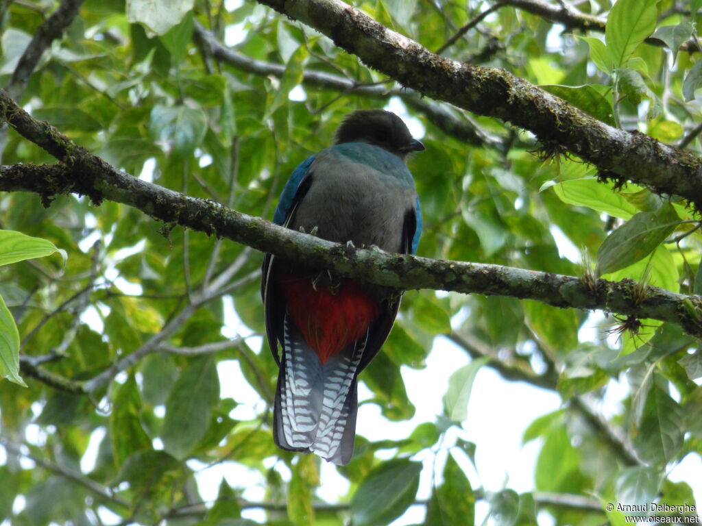 Quetzal resplendissant femelle