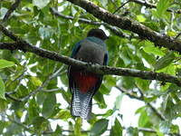 Quetzal resplendissant