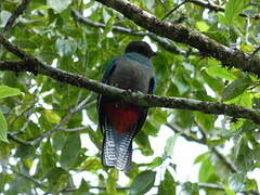 Resplendent Quetzal