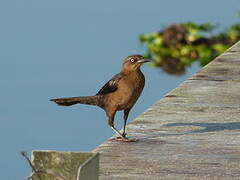 Great-tailed Grackle