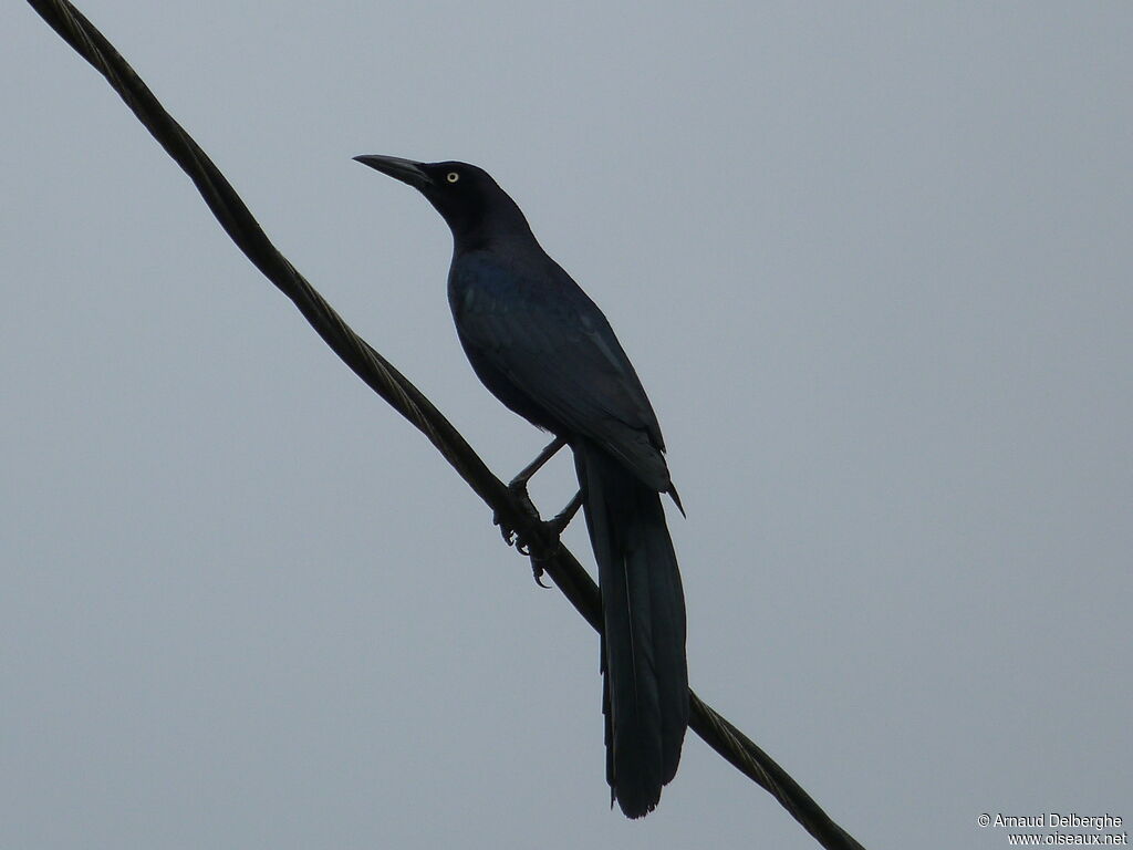 Great-tailed Grackle