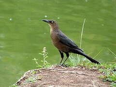 Great-tailed Grackle