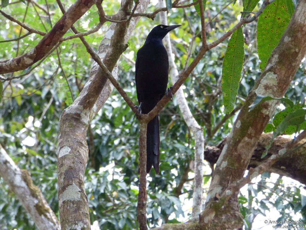 Great-tailed Grackle