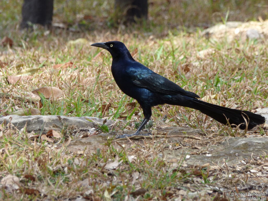 Great-tailed Grackle