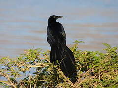 Great-tailed Grackle