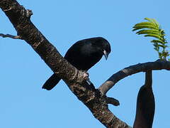 Melodious Blackbird