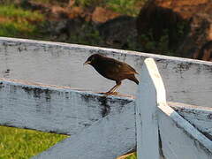 Melodious Blackbird