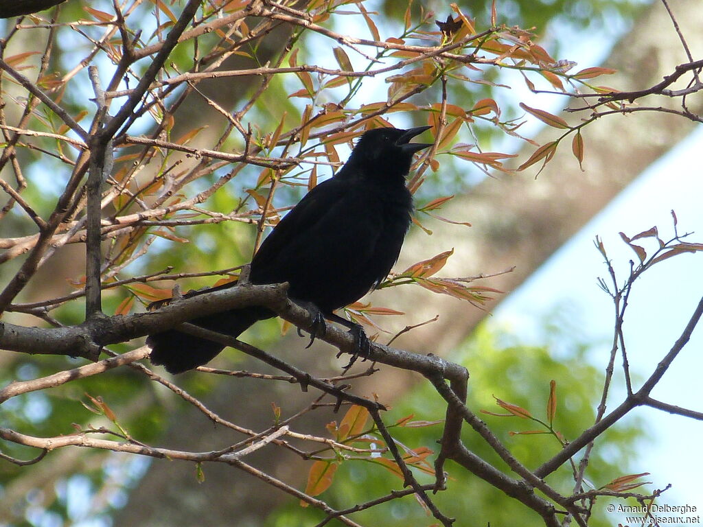 Melodious Blackbird