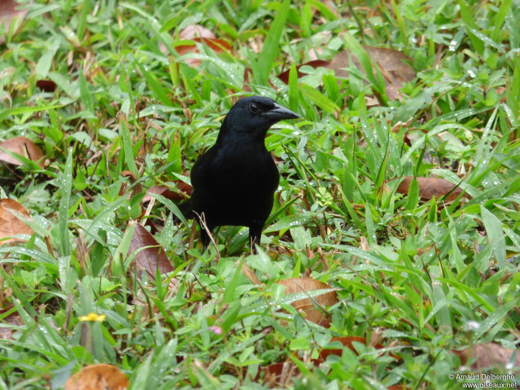 Melodious Blackbird