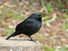 Chopi Blackbird