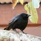 Quiscale chopi
