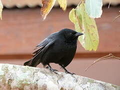 Chopi Blackbird