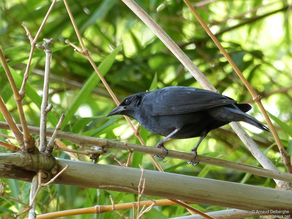 Chopi Blackbird