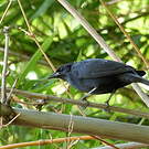 Quiscale chopi