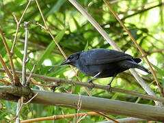 Chopi Blackbird