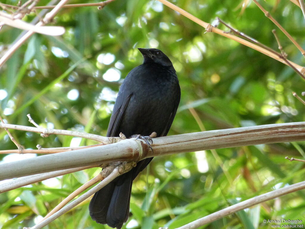 Chopi Blackbird