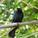 Quiscale chopi