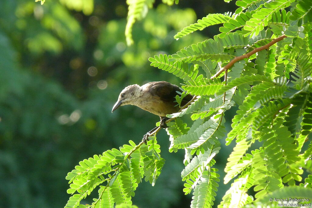 Carib Grackle female