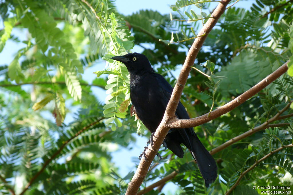 Carib Grackle male