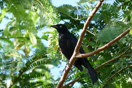 Carib Grackle