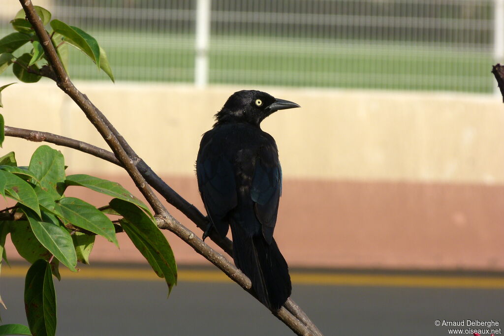 Carib Grackle male